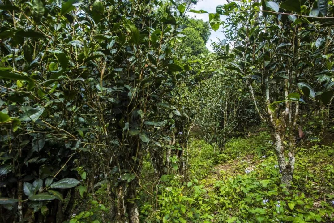 2021年冰島糯伍古樹(shù)秋茶口感是什么？