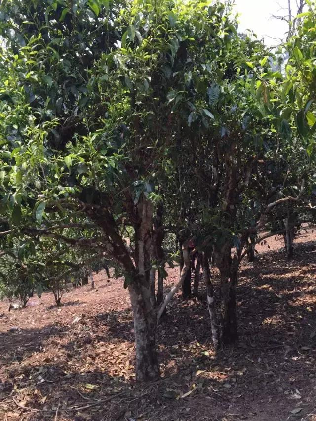 2021年冰島糯伍古樹秋茶特點？