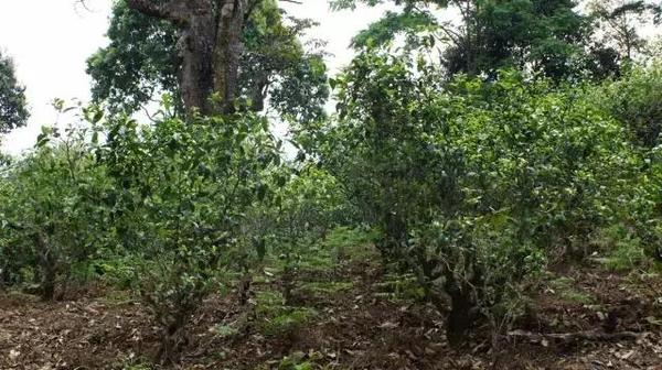 2021年冰島糯伍古樹(shù)秋茶多少錢(qián)一公斤？