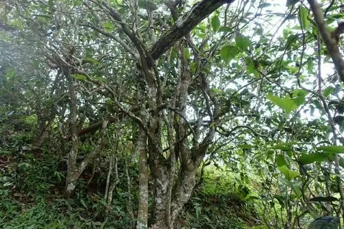 2021年昔歸古樹(shù)秋茶特點(diǎn)是什么？