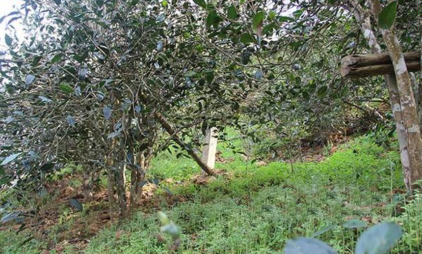 2021年昔歸古樹秋茶口感是什么？