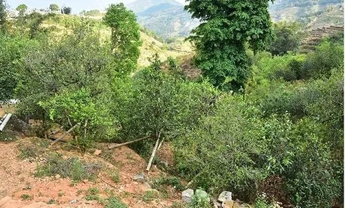 2021那罕古樹秋茶為何被稱為小昔歸？