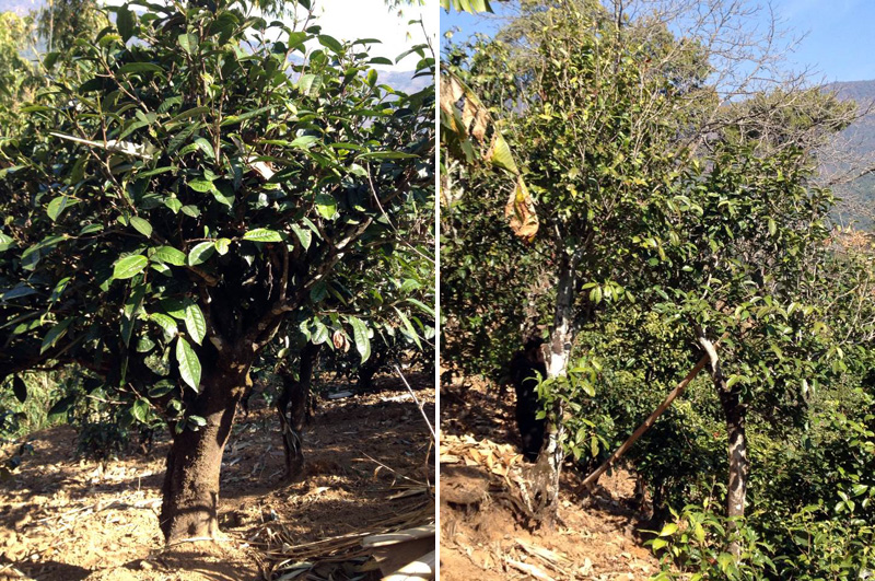 2021年忙肺古樹秋茶特點(diǎn)是什么？