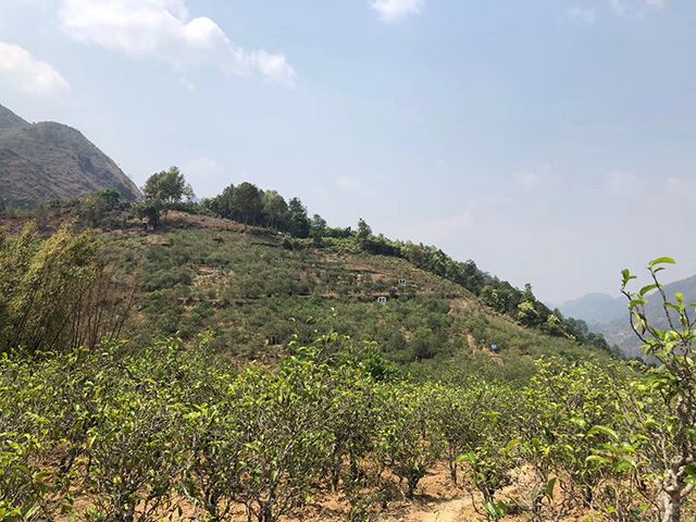 2021年梅子箐古樹秋茶價(jià)格?