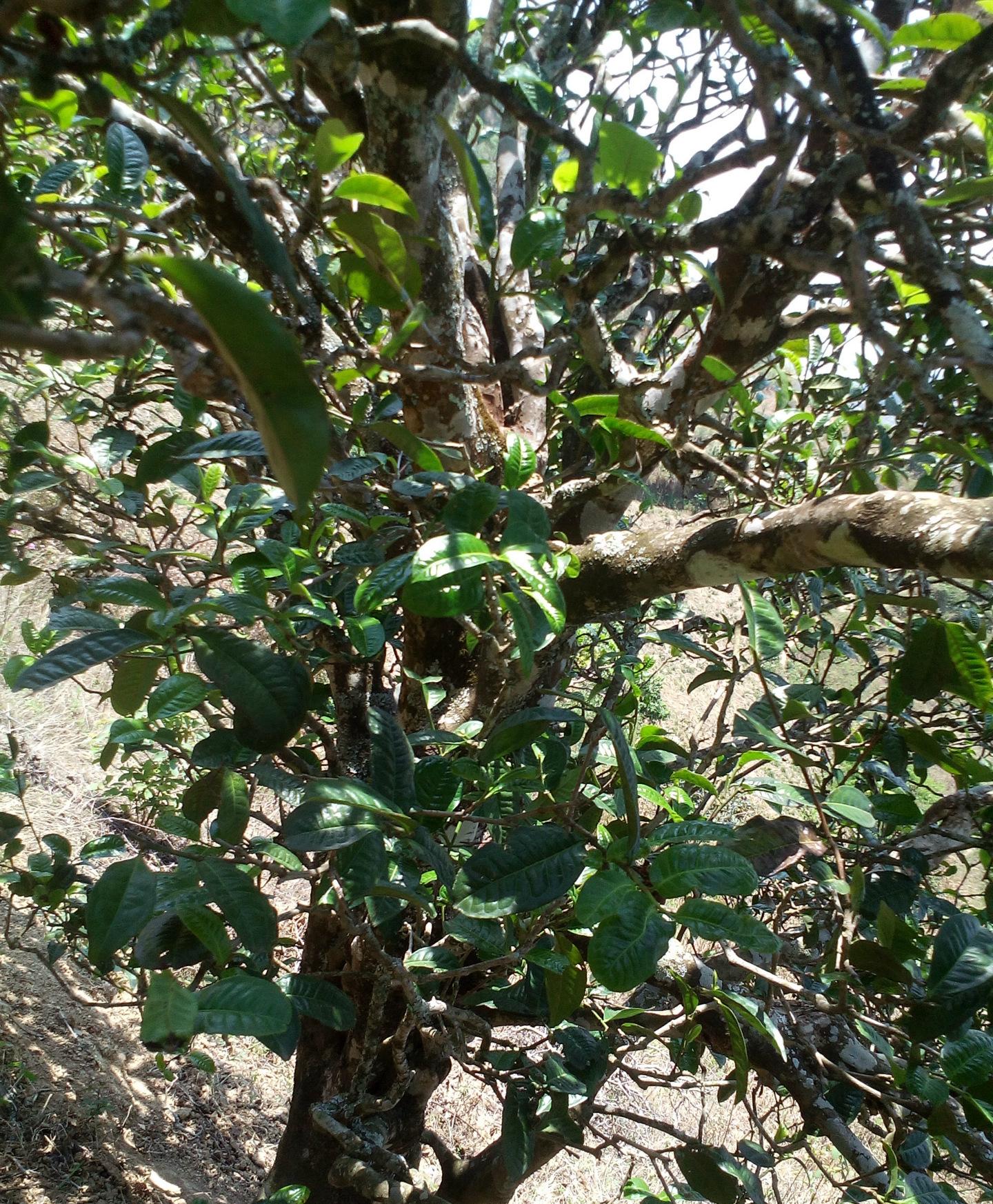 2021年巖子頭古樹秋茶特點？