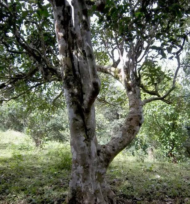 2021年巖子頭古樹秋茶，亂石出好茶！