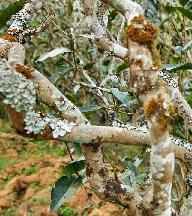 2021年巖子頭古樹秋茶多少錢一公斤？