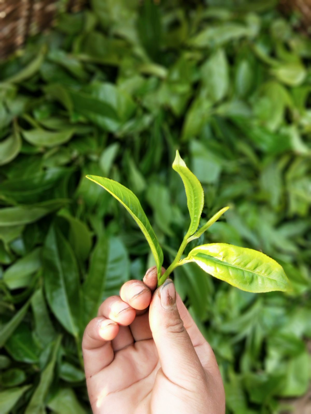 2021年馬鞍山古樹秋茶特點(diǎn)是什么？