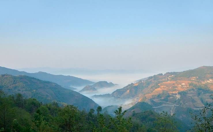 2021年白鶯山古樹秋茶白鶯聚居之地，普洱茶樹的天堂