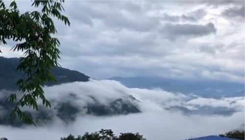 2021年白鶯山古樹(shù)秋茶多少錢(qián)一公斤？