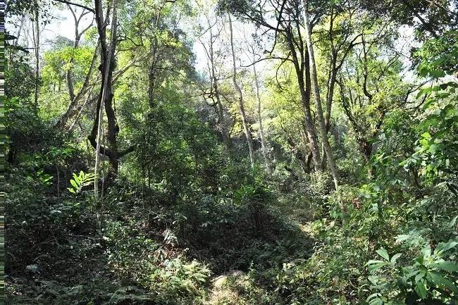 2021年老班章古樹(shù)秋茶特點(diǎn)？