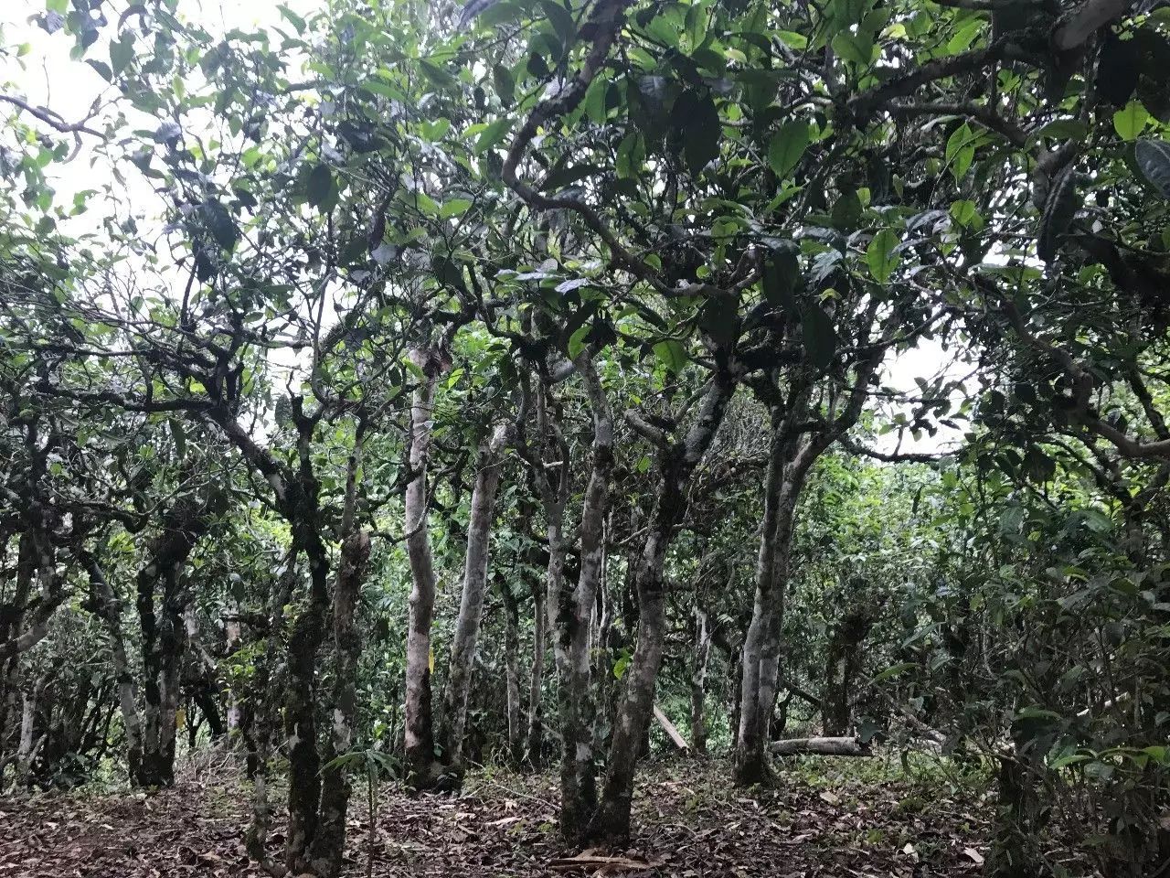 2021年老班章古樹秋茶口感是什么？