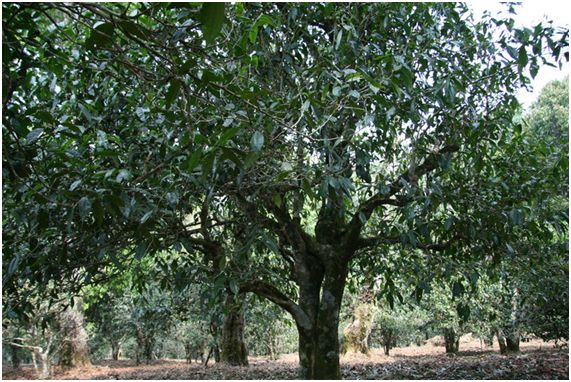 2021年老班章古樹(shù)秋茶多少錢一公斤？