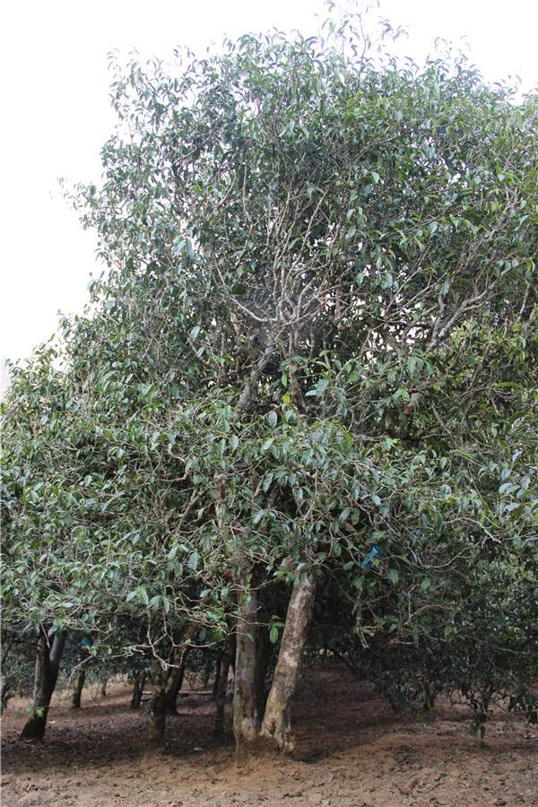 2021年新班章古樹秋茶品鑒！