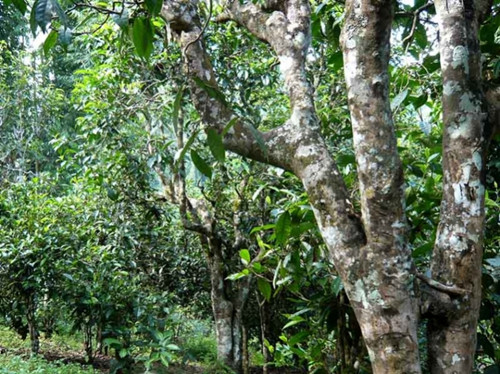 2021老曼峨古樹秋茶多少錢一公斤？