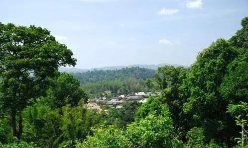 2021年老曼峨古樹(shù)秋茶口感最霸氣的山頭！