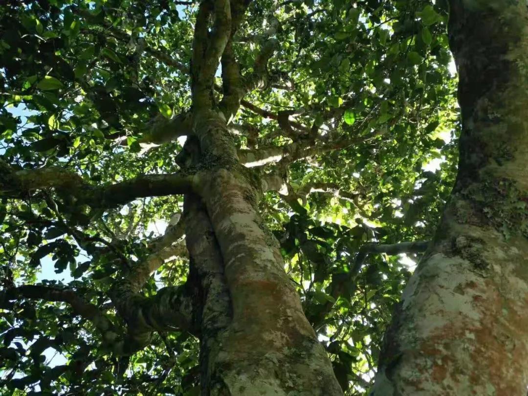 2021年班章茶區(qū)壩卡囡古樹秋茶特點(diǎn)？