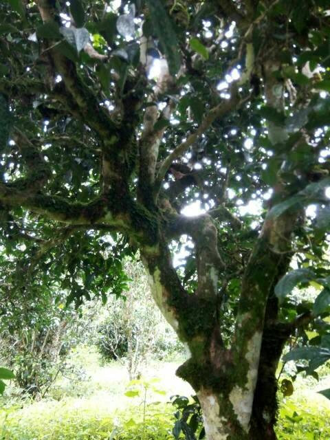 2021年班章茶區(qū)壩卡囡古樹秋茶多少錢一公斤？