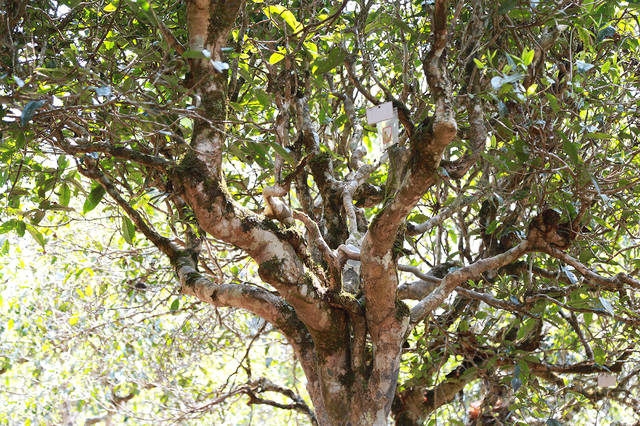 2021年布朗山班盆古樹(shù)秋茶口感？