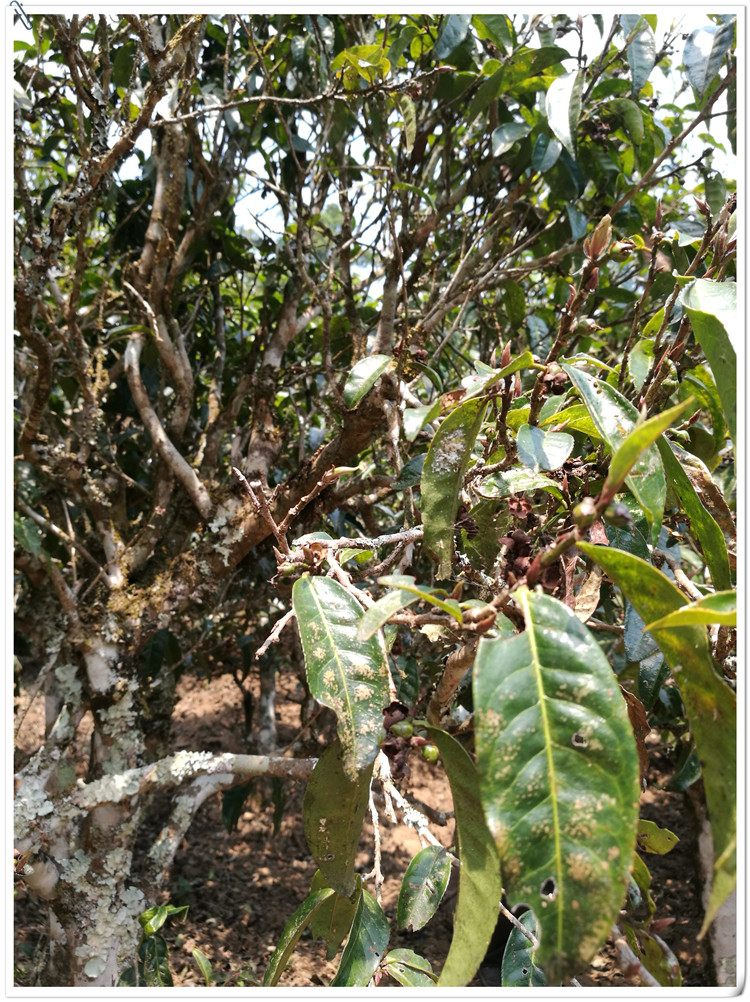 2021年布朗山班盆古樹(shù)秋茶多少錢(qián)一公斤？