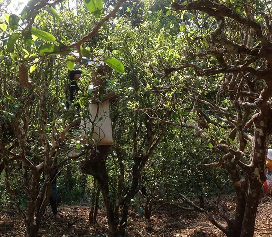 2021年布朗山班盆古樹(shù)秋茶品鑒！