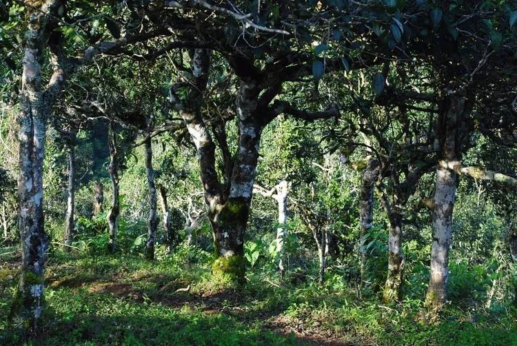 2021年賀開古樹秋茶口感！