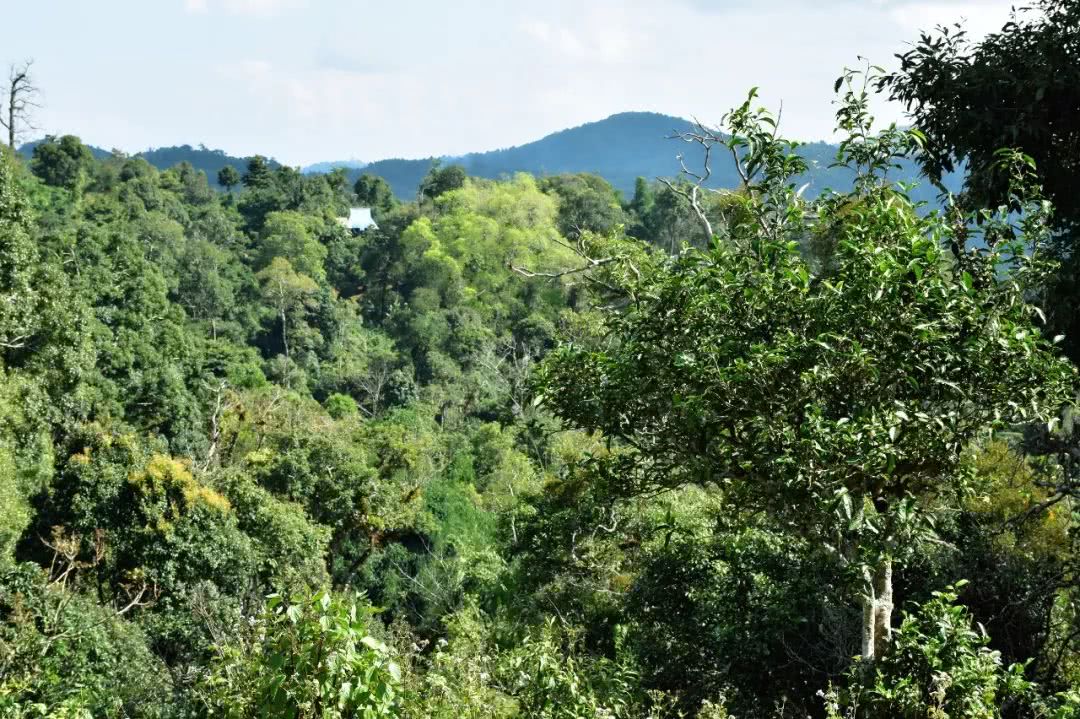 2021年賀開(kāi)古樹(shù)秋茶品鑒實(shí)錄！
