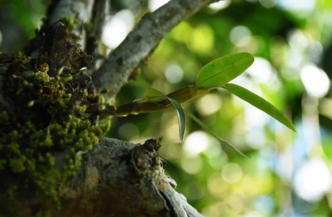 2021年賀開(kāi)古樹(shù)秋茶多少錢(qián)一公斤？