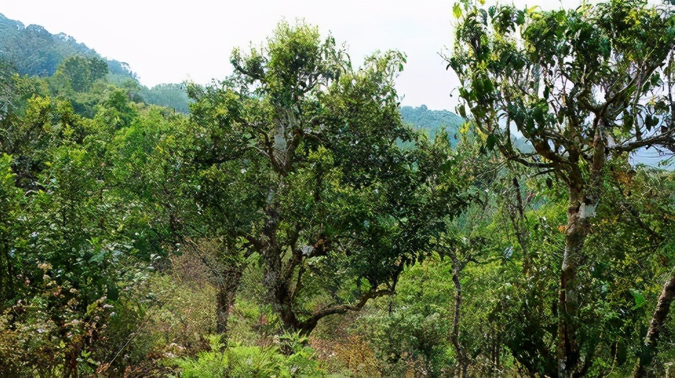 2021賀開(kāi)古樹(shù)秋茶價(jià)格是多少？
