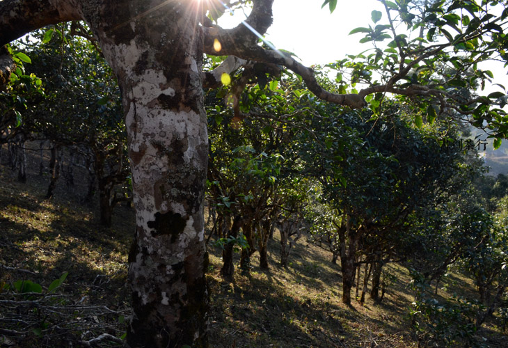2021年班盆古樹(shù)秋茶特點(diǎn)？