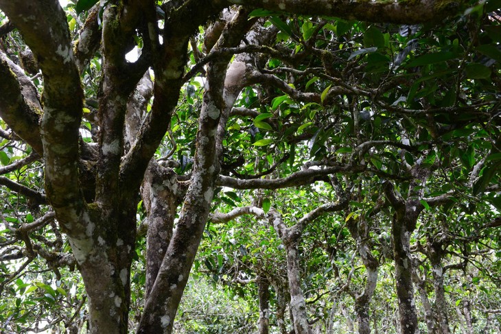 2021年老班章“鄰居”，班盆古樹(shù)秋茶茶來(lái)了！