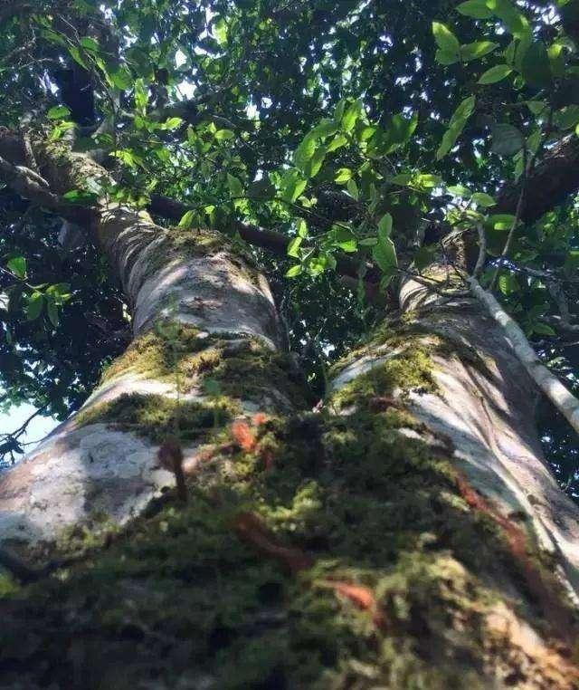 2021年班盆古樹(shù)秋茶價(jià)格?