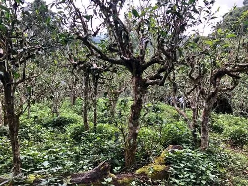 2021年班盆古樹(shù)秋茶多少錢(qián)一公斤？