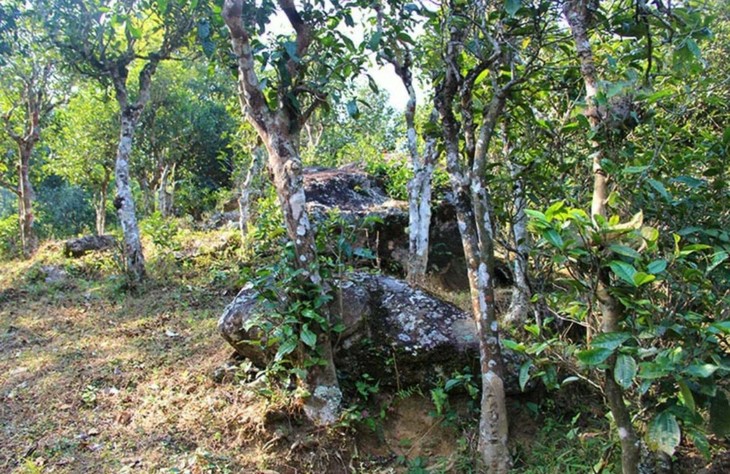 2021年勐宋那卡古樹秋茶特點？