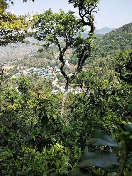 2021年勐宋那卡古樹秋茶價(jià)格？