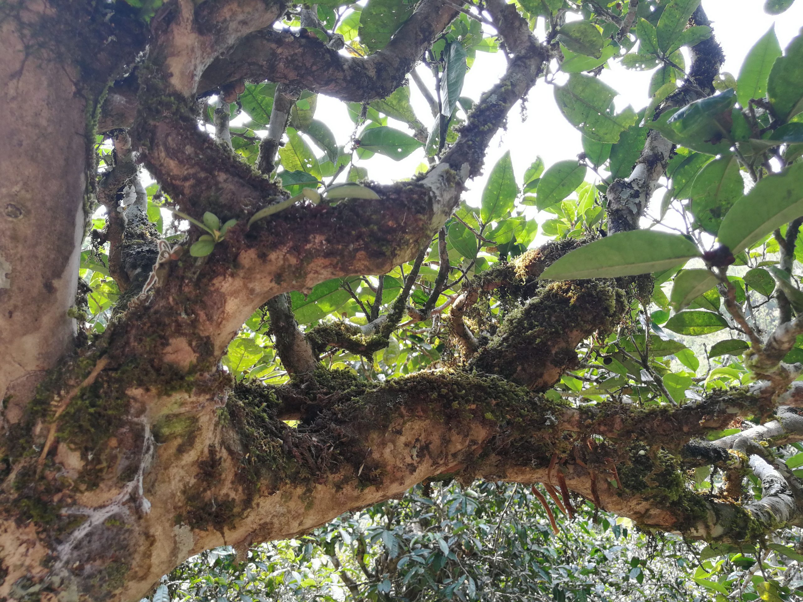 2021年勐宋那卡古樹秋茶品鑒實錄！