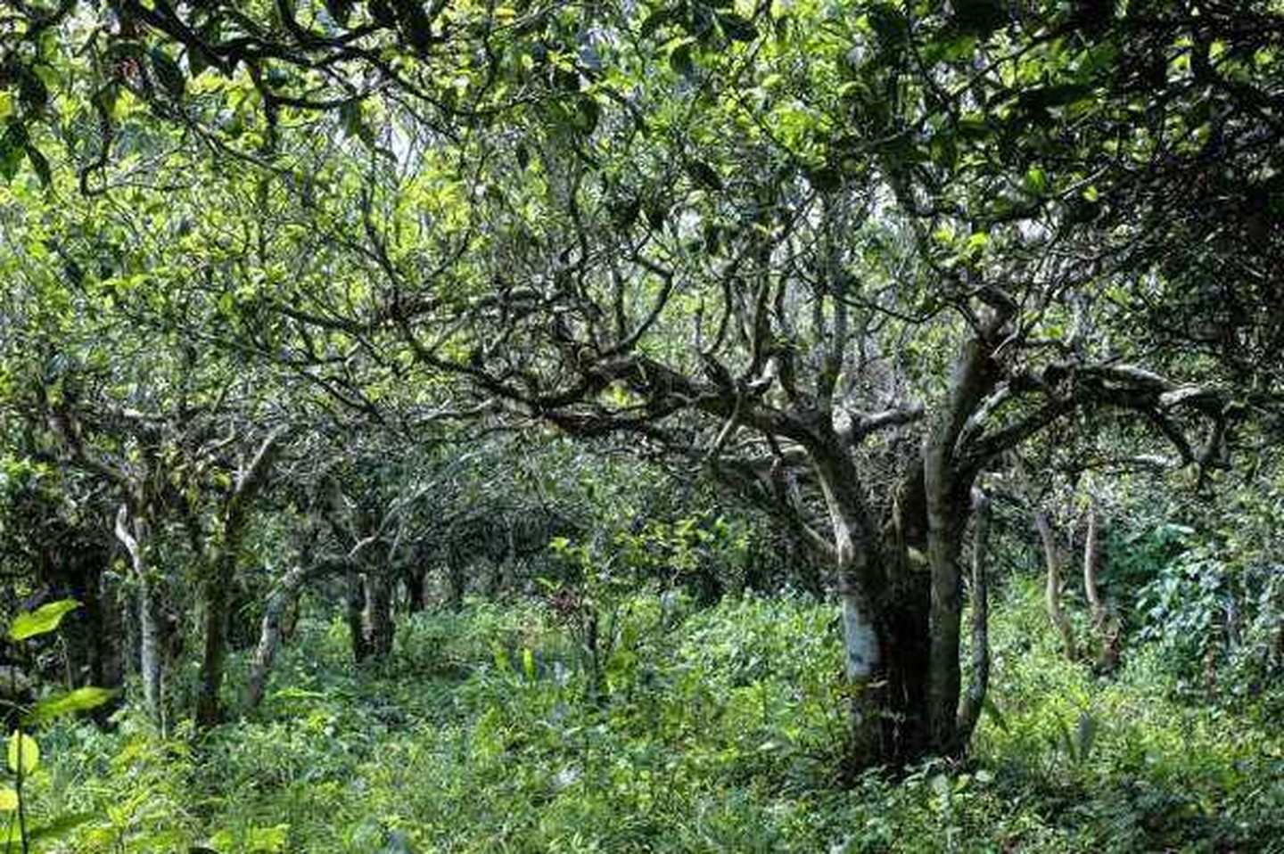 2021年滑竹梁子古樹秋茶口感？