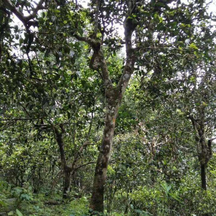 2021年巴達(dá)山章朗古樹秋茶口感？