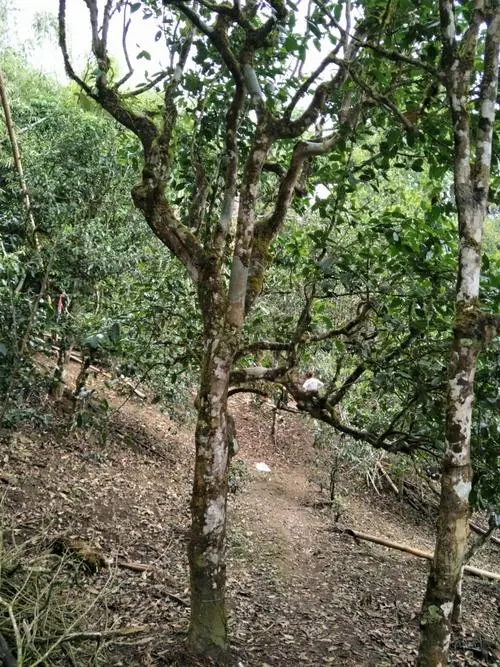 2021年巴達山章朗古樹秋茶價格？