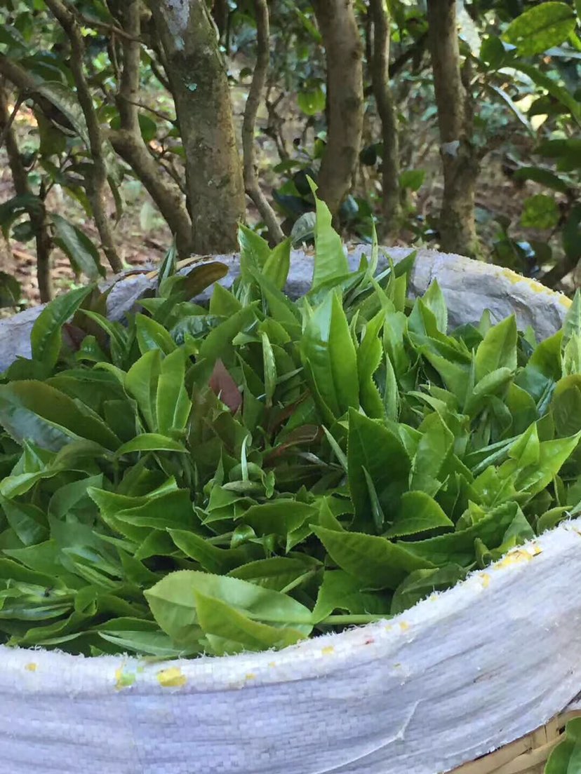 2021年巴達(dá)山章朗古樹秋茶多少錢一公斤？