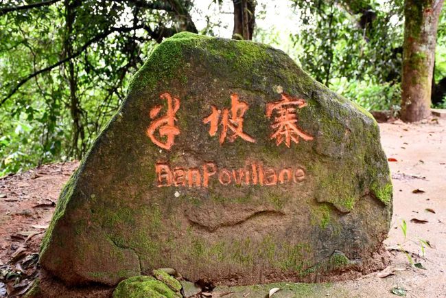 2021年南糯山半坡老寨古樹秋茶口感？