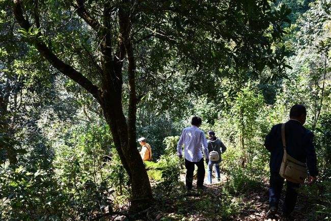 2021年南糯山拔瑪老寨古樹秋茶特點是什么？