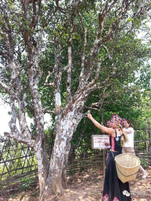 2021年帕沙古樹(shù)秋茶價(jià)格是多少？