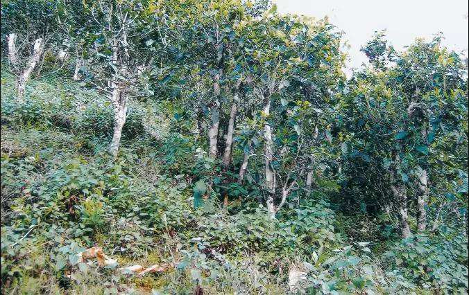 2022年須立貢茶普洱茶繞不開的古茶山！