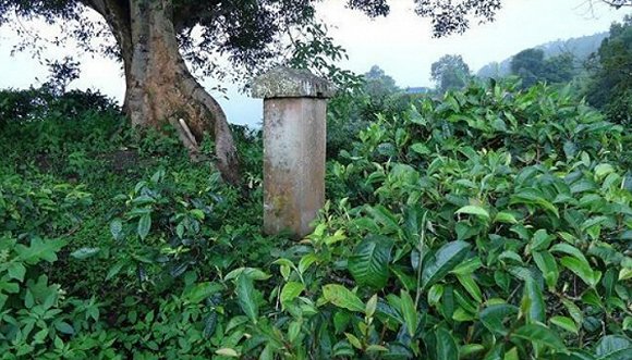 2022年迷帝古樹春茶價(jià)格？