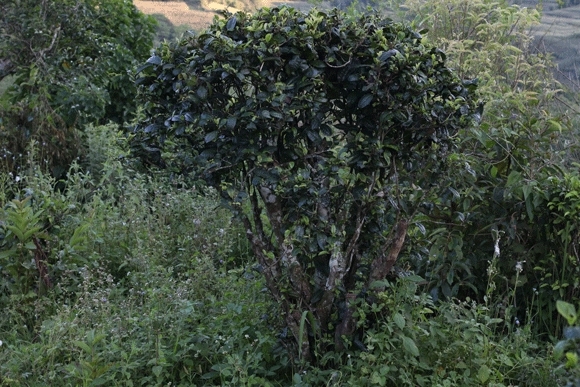 2022年迷帝古樹(shù)春茶，這里的茶 皇帝都著迷