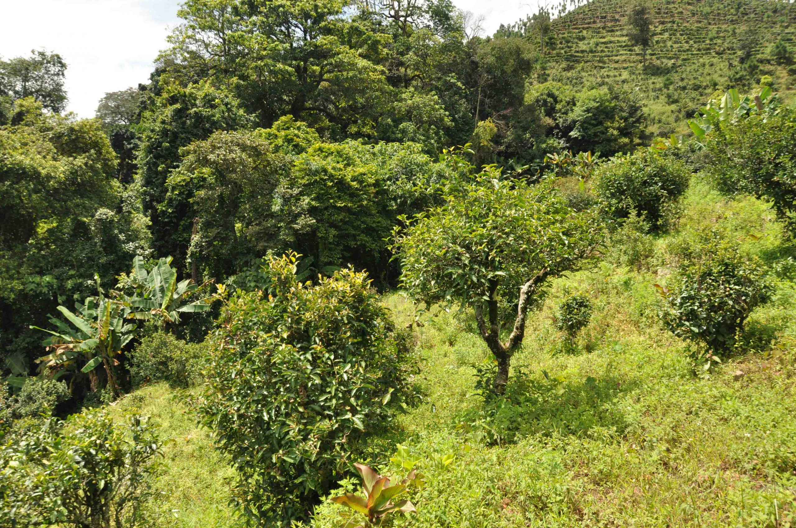 2022年墨江鳳凰窩古樹(shù)春茶特點(diǎn)是什么？