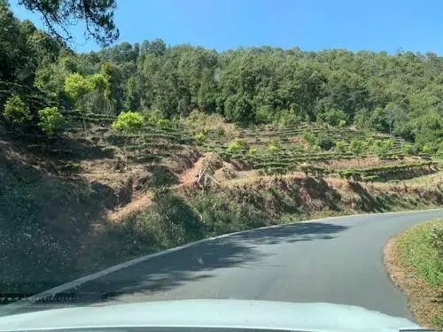 2022年墨江鳳凰窩古樹(shù)春茶價(jià)格？