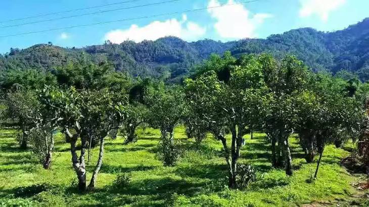 2022年景谷秧塔古樹(shù)春茶特點(diǎn)是什么？