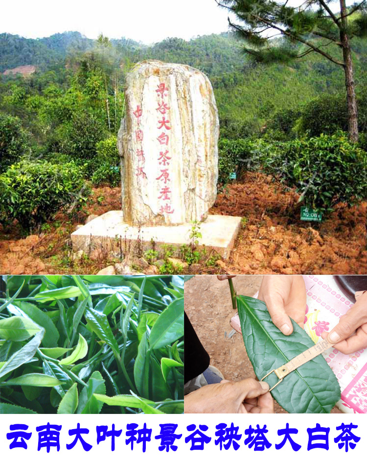 2022年景谷秧塔古樹春茶口感是什么？